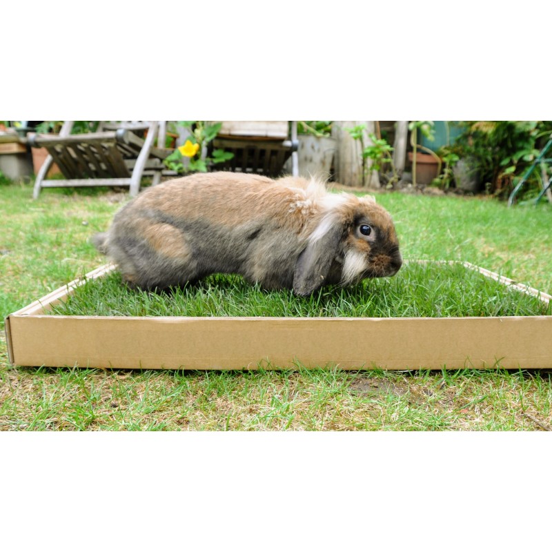 Toutou Prop'  Litière d'herbe fraîche et naturelle pour lapin