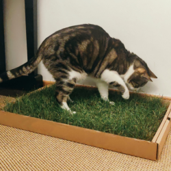 Toutou Prop' | Tapis d'herbe naturelle pour chat
