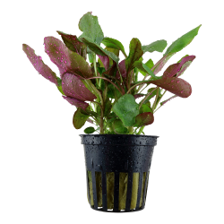 Lobelia Cardinalis en pot