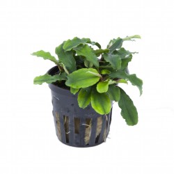 Bucephalandra 'Wavy Green' en pot