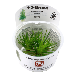 Eriocaulon Cinereum 1-2-Grow ! Idéal Nano
