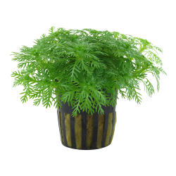 Hottonia palustris en pot