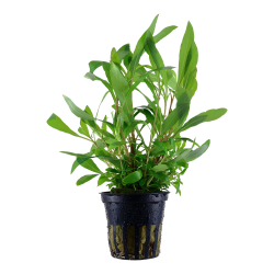 Hygrophila Corymbosa ‘Siamensis en pot