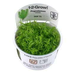 Pogostemon erectus 1-2-Grow !