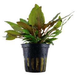 Cryptocoryne ‘Wendtii’ Tropica en pot