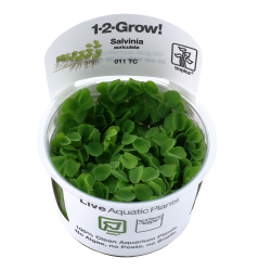 Salvinia auriculata 1-2-Grow !
