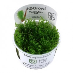 Taxiphyllum ‘Spiky’ 1-2-Grow ! Mousse