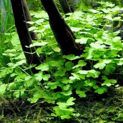 Hydrocotyle Japan - Laboratorium 313