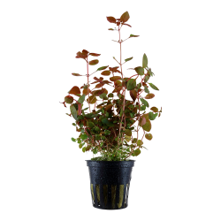 Ludwigia Palustris en pot