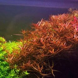 Ludwigia Brevipes - Laboratorium 313