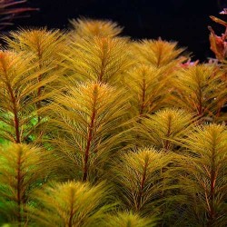 Myriophyllum Tubercularum - Laboratorium 313