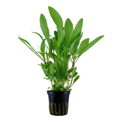 Hygrophilia Costata en pot