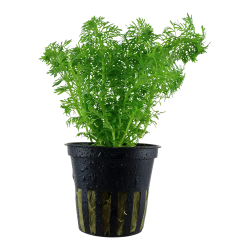 Limnophila Sessiliflora en pot