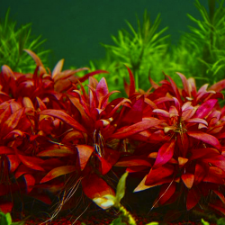 Alternanthera Sp. Red - Laboratorium 313