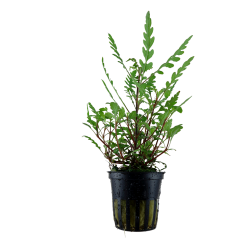 Hygrophila pinnatifida en pot