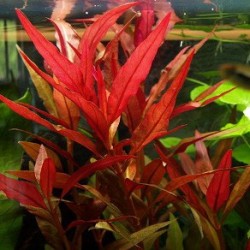 Alternanthera Splendida - Laboratorium 313