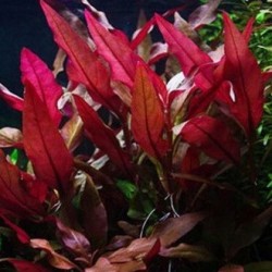 Alternanthera Reineckii Purple - Laboratorium 313