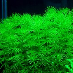 Bacopa Myriophylloides - Laboratorium 313