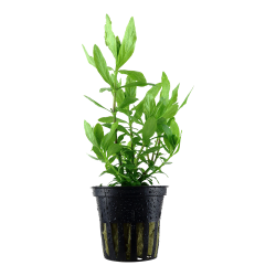 Hygrophila polysperma