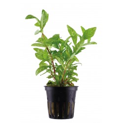 Hygrophila polysperma 'Rosanervig' en pot