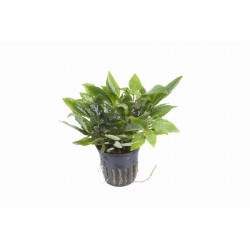 Hygrophila ‘Compact’ en pot