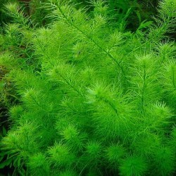 Myriophyllum Simulans - Laboratorium 313