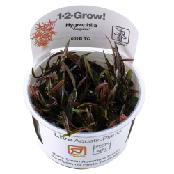 Hygrophila 'Araguaia' 1-2-Grow!