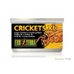 EXO TERRA / Conserves d'insectes - Crickets XL - 34g