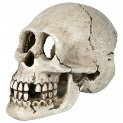 Crâne 15 Cm, Décoration Trixie