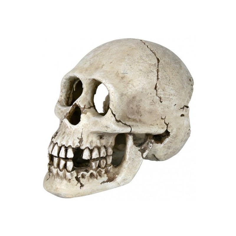 Crâne 15 Cm, Décoration Trixie