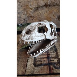 Crâne Dinosaure  19x8x11cm