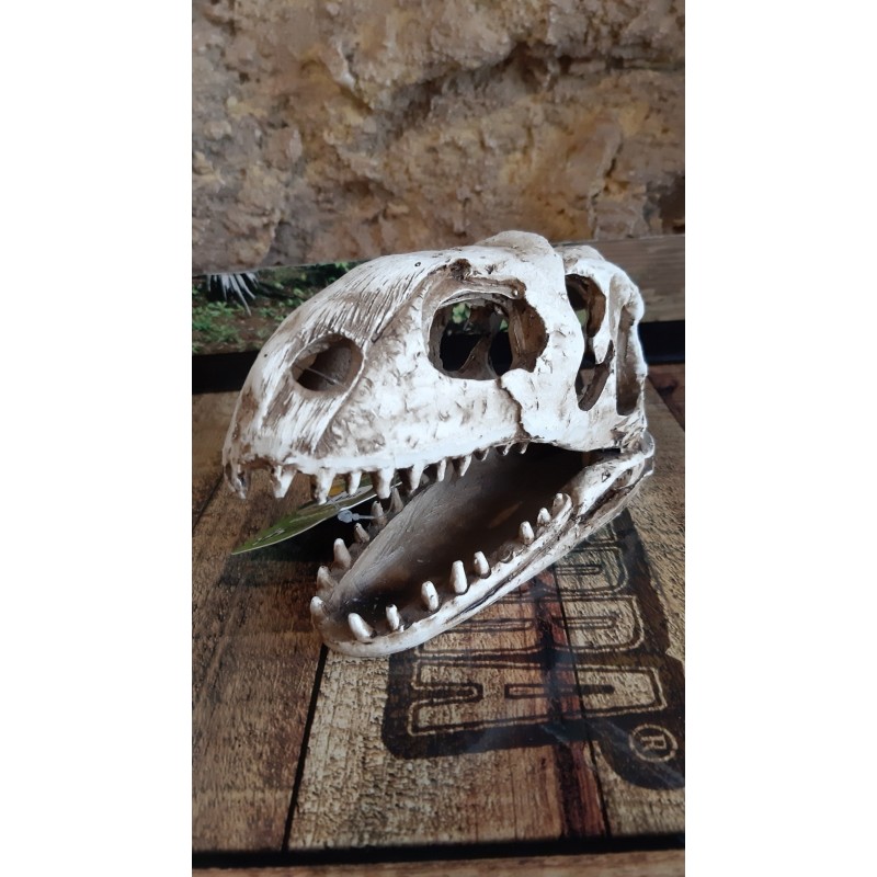 Crâne Dinosaure  19x8x11cm