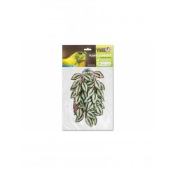 plantes suspendues - TRADESCANTIA