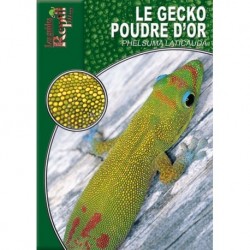 Le gecko poudre d'Or - Phelsuma laticauda