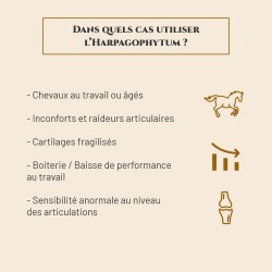 Harpagophytum - Protection des Cartilages & Flexibilité des Articulations