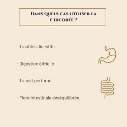 Chicorée - Digestion, Equilibre la Flore Intestinale & Détoxification