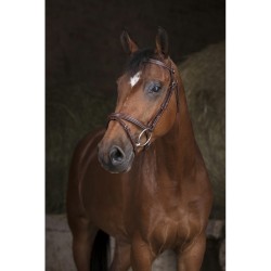 Bridon Norton Pro Essentiel