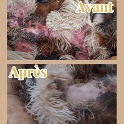 Loocky / Spray Réparateur, Cicatrisant & Hydratant Naturel / Chien, Chat, Cheveux