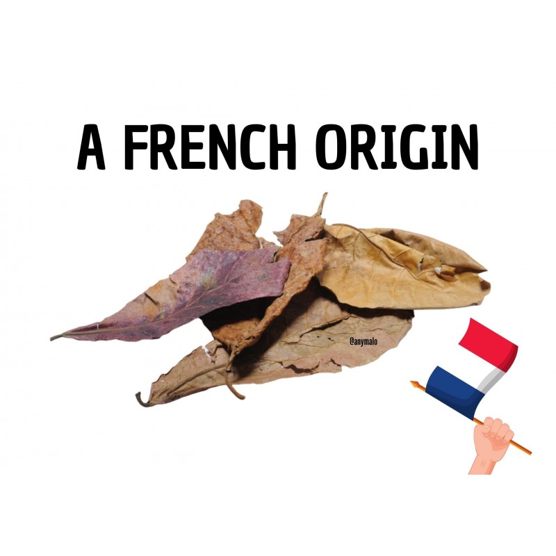 20 FEUILLES DE CATAPPA ENTIERE origine france 20 FEUILLES DE CATAPPA ENTIERE origine france
