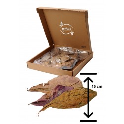 20 FEUILLES DE CATAPPA ENTIERE origine france