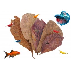 20 FEUILLES DE CATAPPA ENTIERE origine france