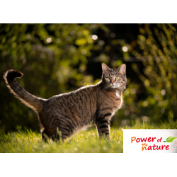 Power of Nature | Croquettes pour chat Active Cat Farm Mix