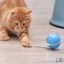 Lovin' Ball, Cats Your Love, Balle interactive chat