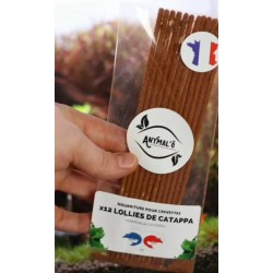 Anymal'Ô | aquarium et bassins | 12 lollies de catappa