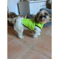 Airyvest | Chien | Airyvest