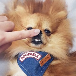 Badges à repasser pour chien - Montrez-nous votre attitude -  Boopable