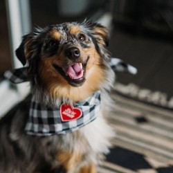 Badges à repasser pour chien - Montrez-nous votre attitude - Best Buddy