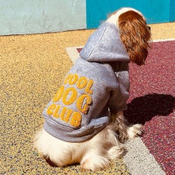 Bandit | Chien | Sweat à capuche Cool Dog Club | Gris