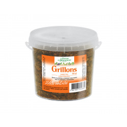 Grillons déshydratés 100 gr • Friandise pour poules, volailles et reptiles