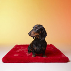 Le Tapis Rouge | Tapis pour chien et chat haut de gamme PARIS | Rouge glamour